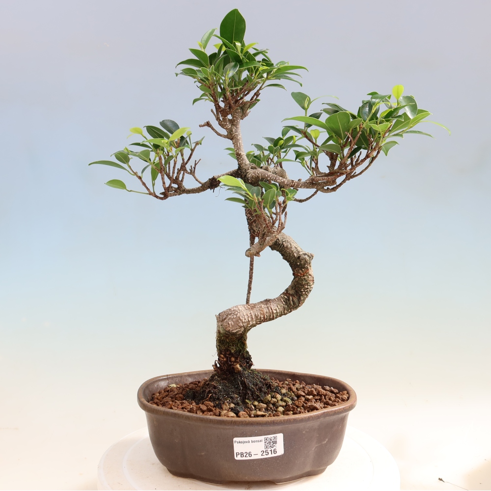 Pokojová bonsai - Ficus retusa -  malolistý fíkus