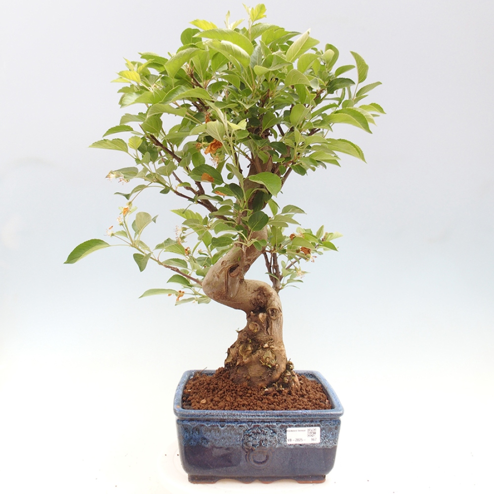 Venkovní bonsai -Malus halliana - Maloplodá jabloň