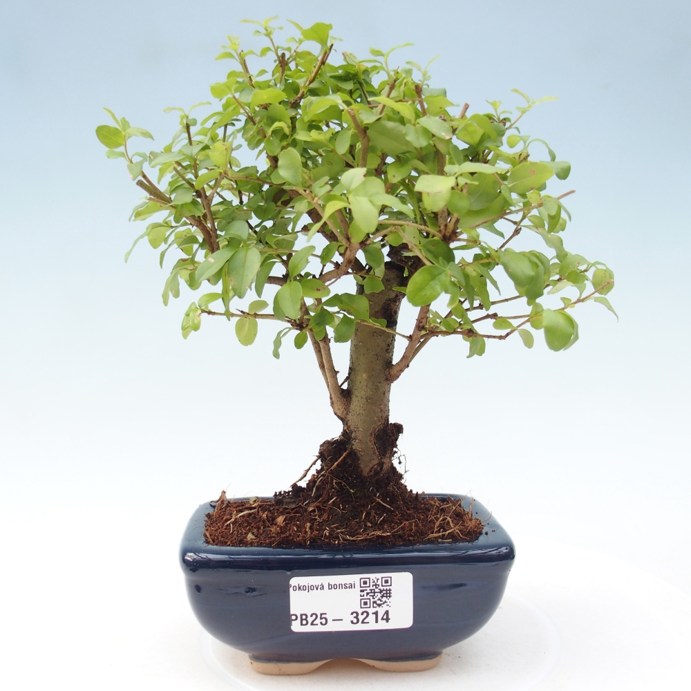 Pokojová bonsai -Ligustrum chinensis - Ptačí zob