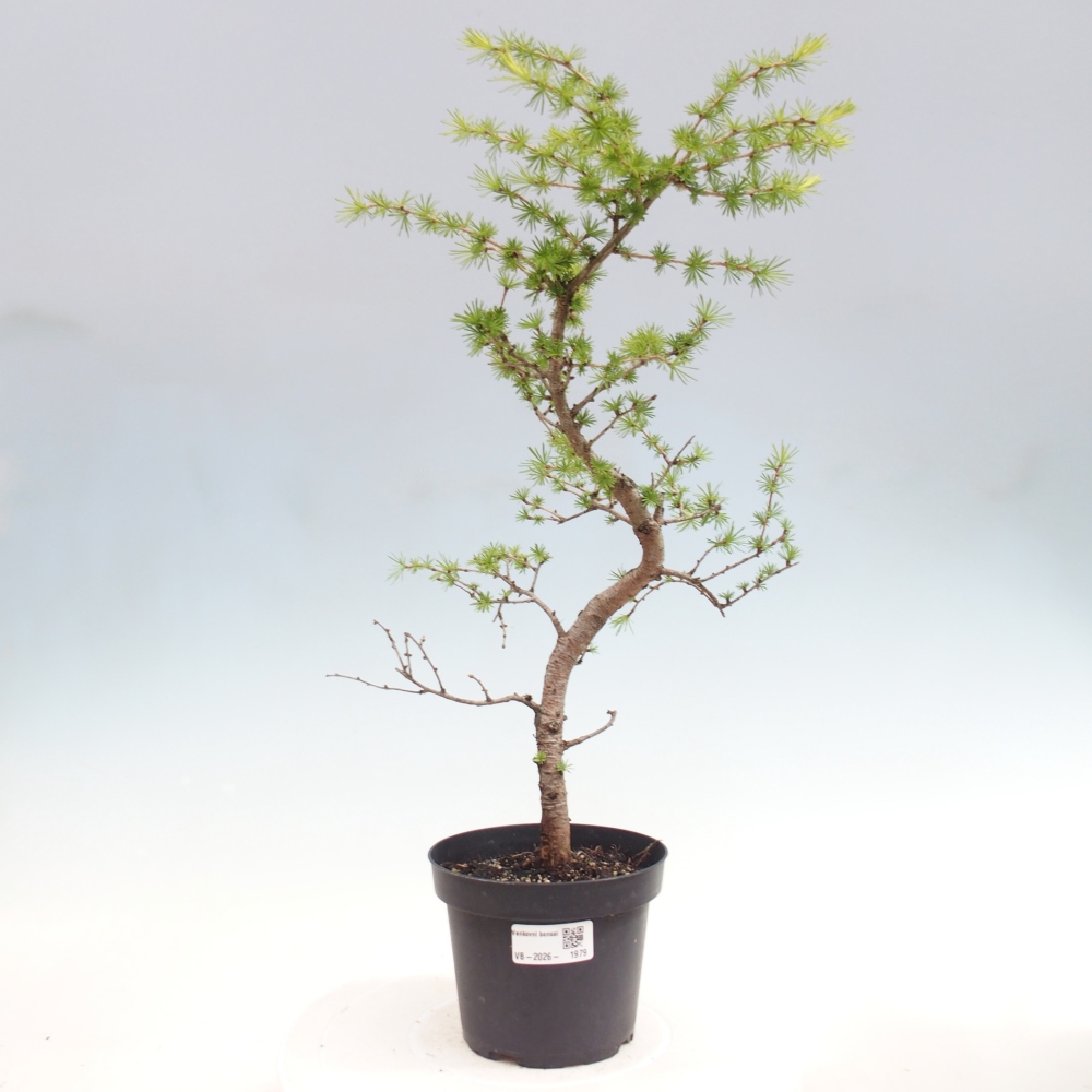 Venkovní bonsai -Larix decidua - Modřín opadavý 