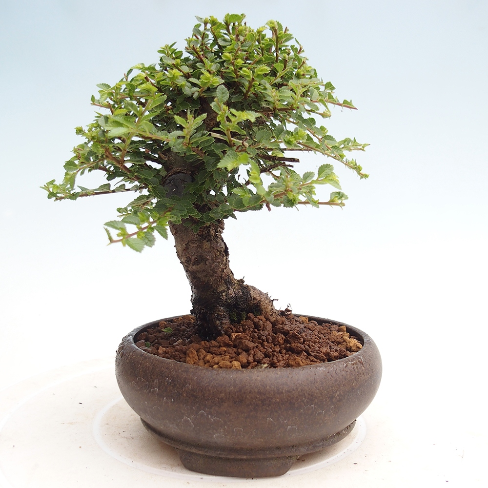 Venkovní bonsai - Ulmus parvifolia Hokkaido - jilm Činski