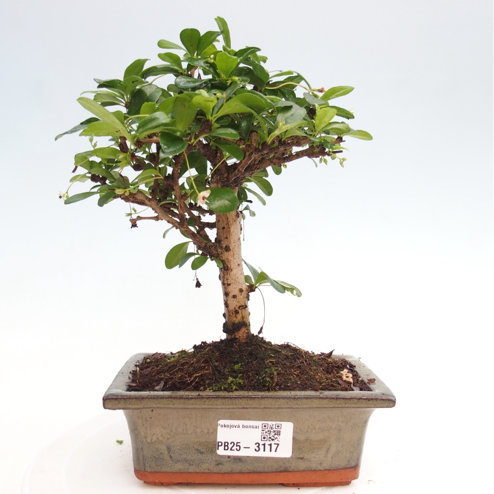 Pokojová bonsai - Carmona macrophylla - Čaj fuki