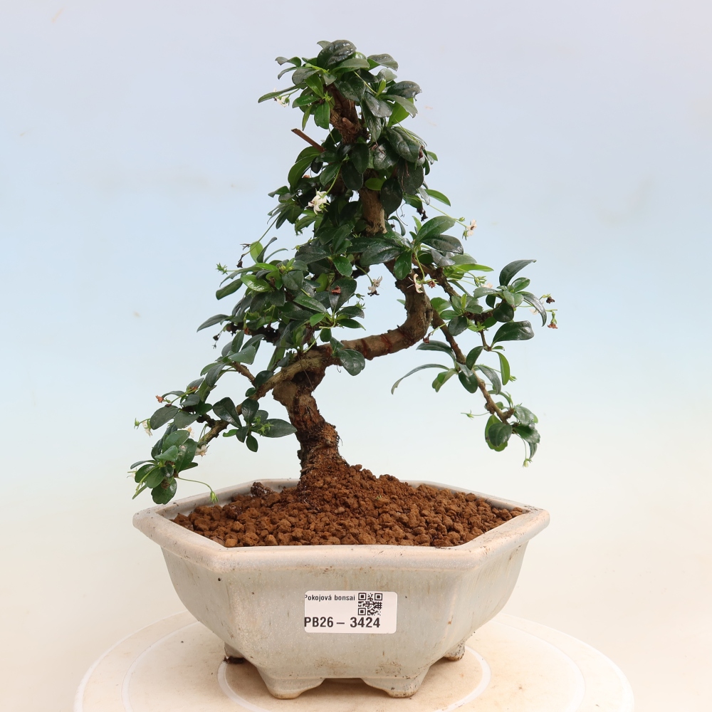 Pokojová bonsai - Carmona macrophylla - Čaj fuki