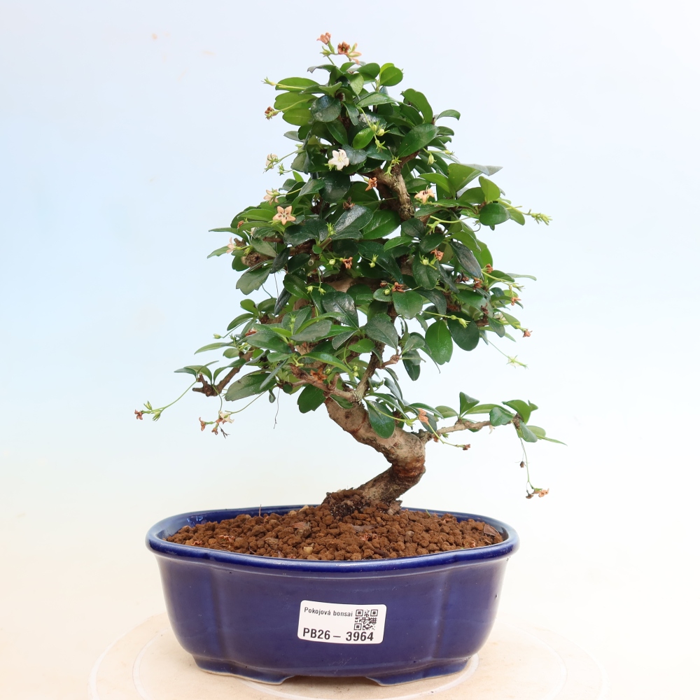 Pokojová bonsai - Carmona macrophylla - Čaj fuki