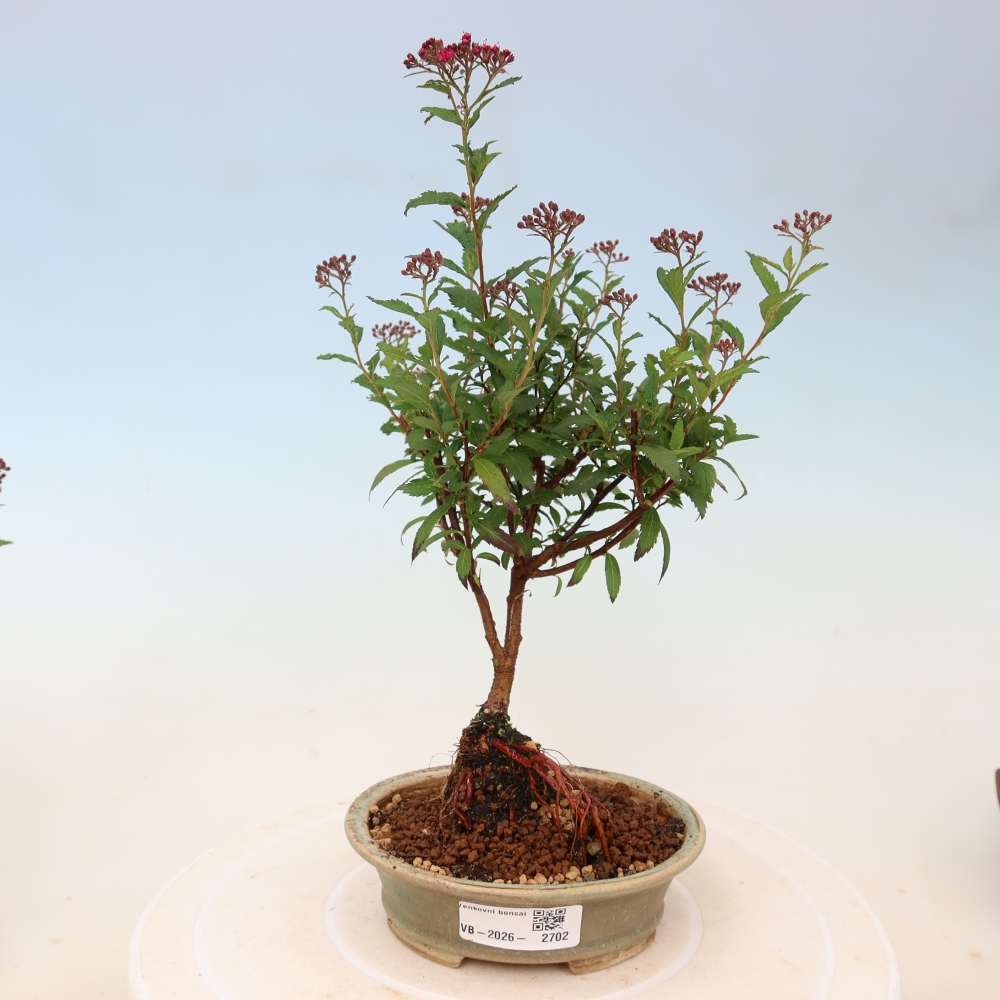 Venkovní bonsai - tavolník japonský - Spirea japonica Anthony Waterer
