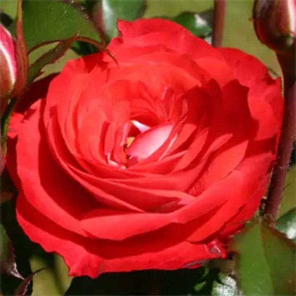 Venkovní bonsai - Rosa Kordes -  růže