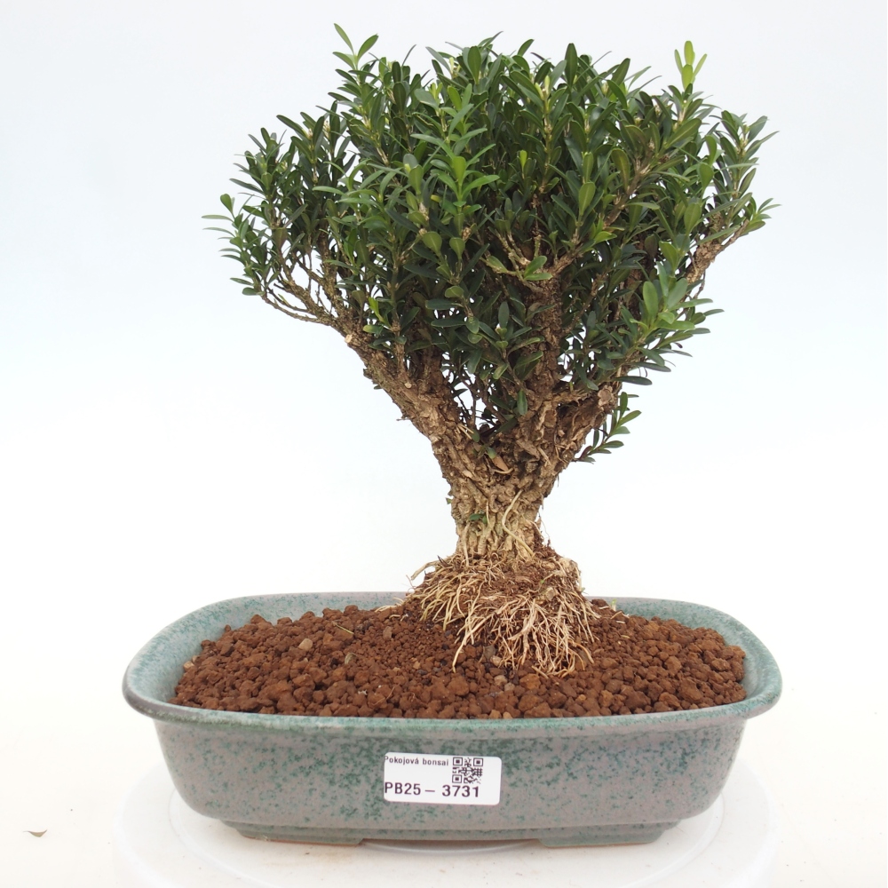 Pokojová bonsai - Buxus harlandii -korkový buxus