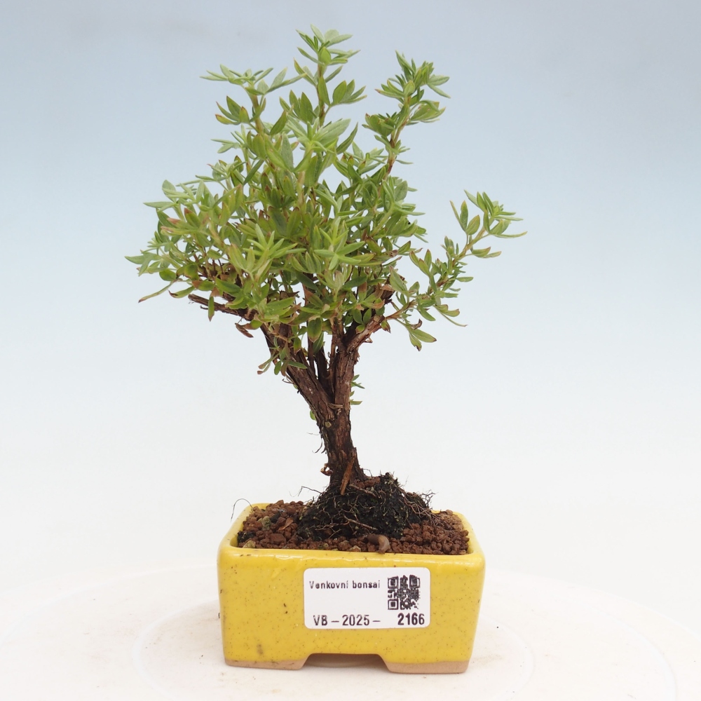 Venkovní bonsai-Mochna křovitá - potentila fruticosa yellow Bird