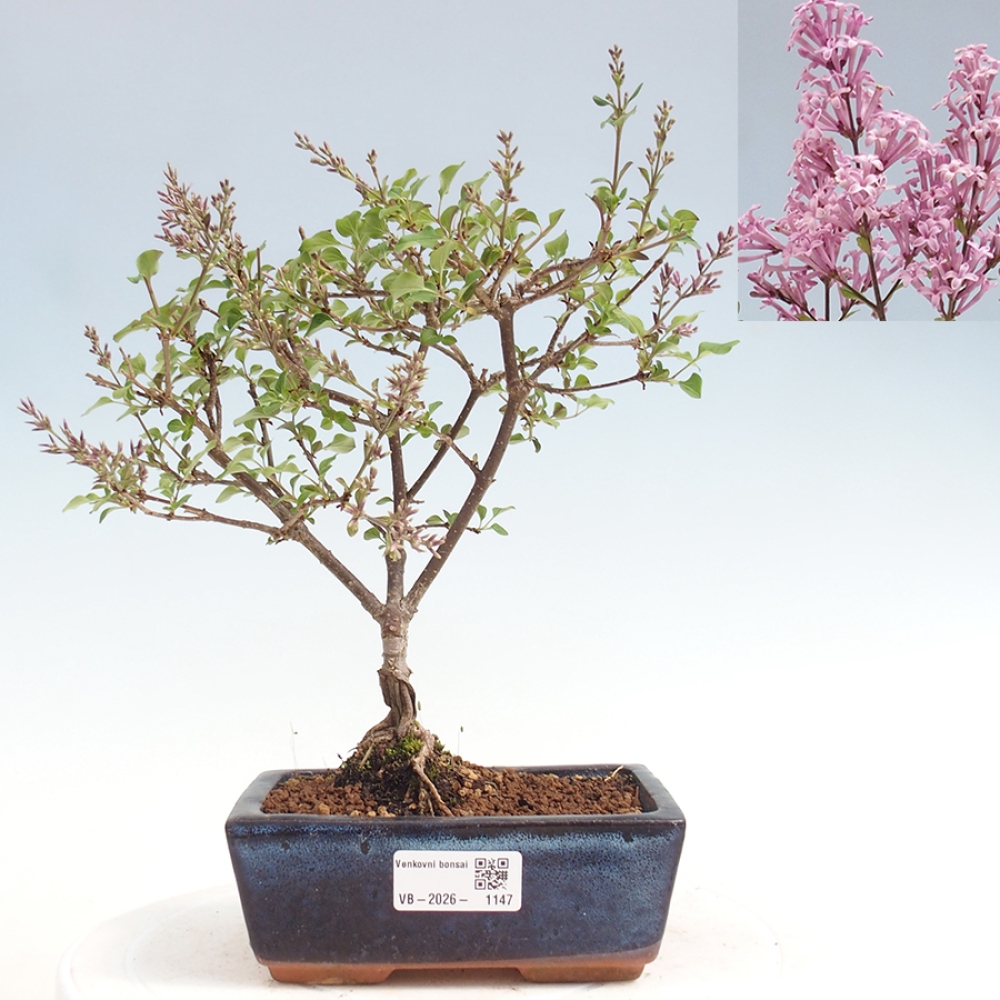 Venkovní bonsai - Syringa Meyeri Palibin - Šeřík Meyerův