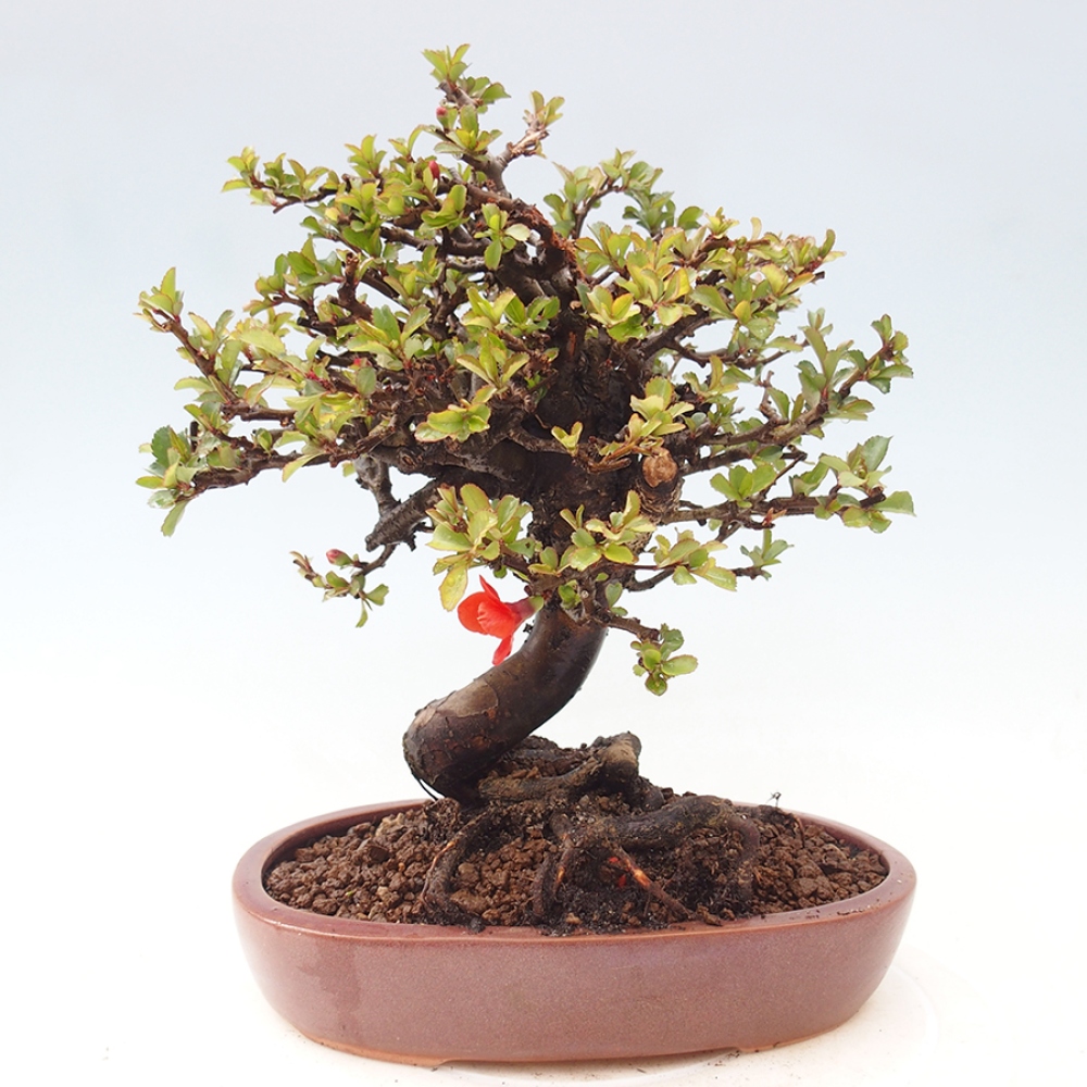 Venkovní  bonsai -  Chaneomeles speciosa - Kdoulovec ozdobný
