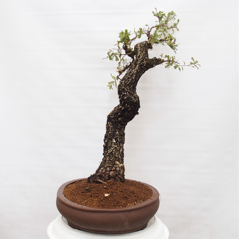Yamadori - Quercus Ilex -Dub cesmínovitý