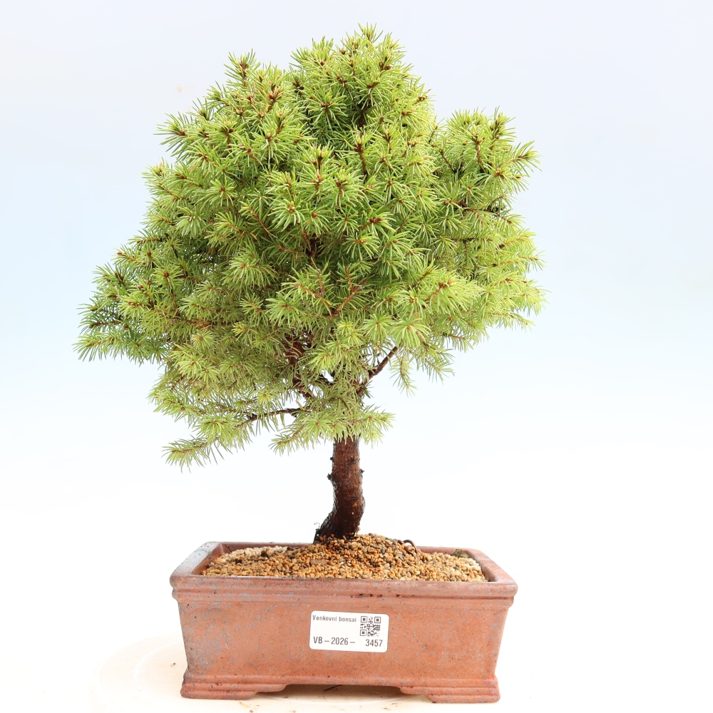 Venkovní bonsai- Smrk sivý - Picea glauca globe