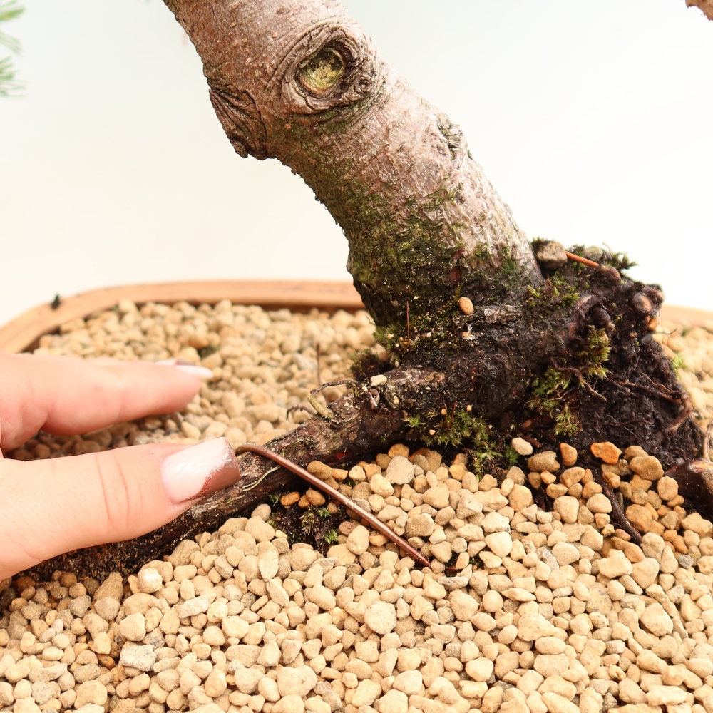 Venkovní bonsai - Pinus mugo Humpy  - Borovice kleč