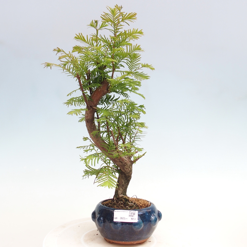 Venkovní bonsai - Metasequoia glyptostroboides - Metasekvoje čínská