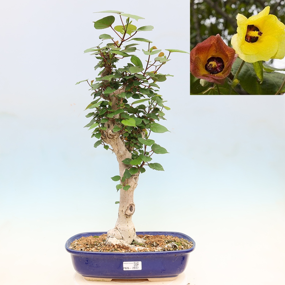 Pokojová bonsai - Hibiscus tiliaceus - Ibišek lípovitý, morský