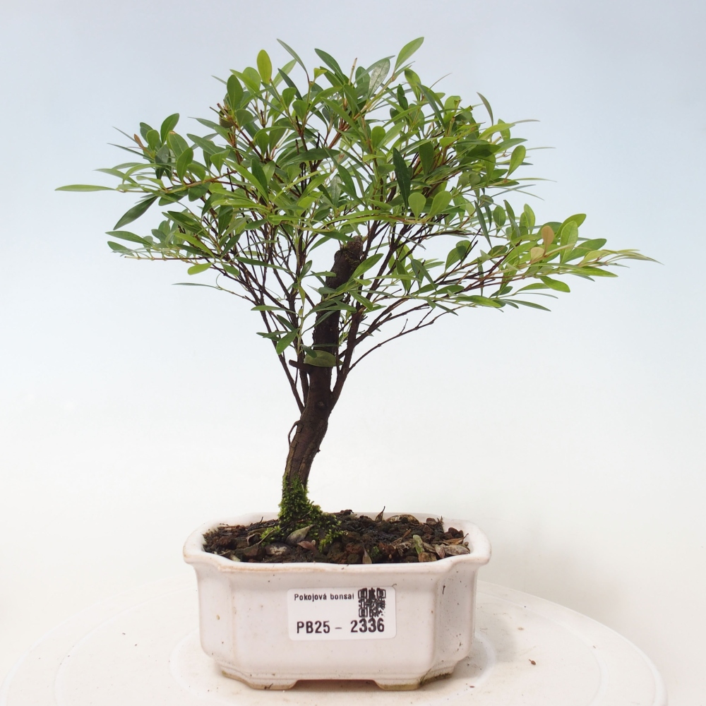 Pokojová bonsai - Syzygium - Pimentovník