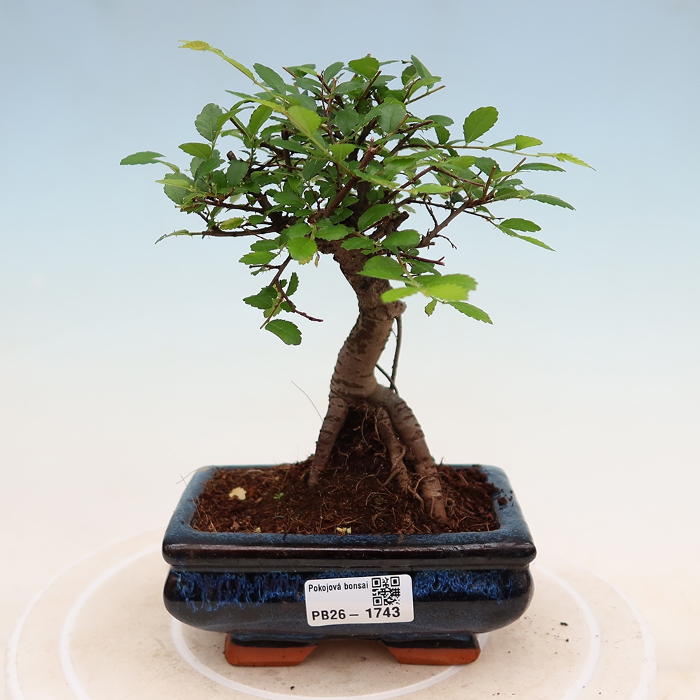 Pokojová bonsai - Ulmus parvifolia - Malolistý jilm