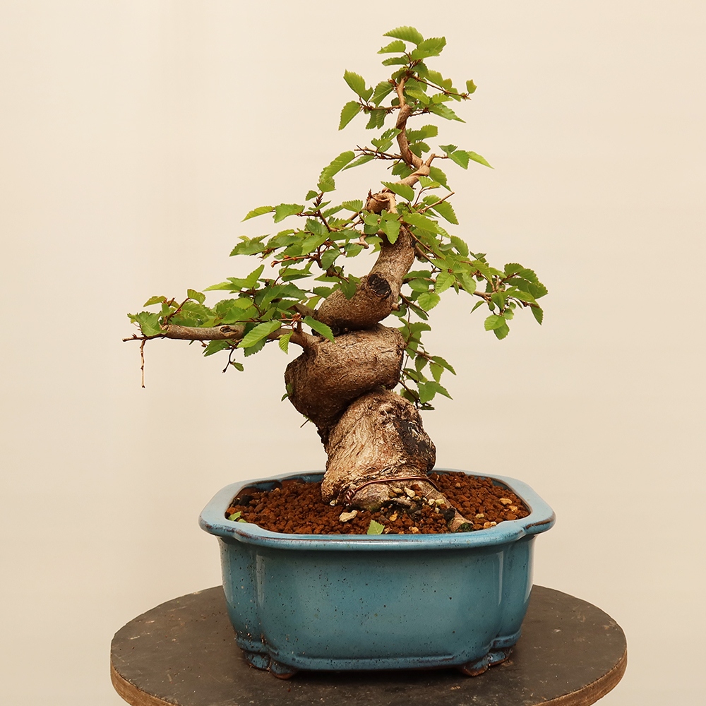Venkovní bonsai -Carpinus Coreana - Habr korejský