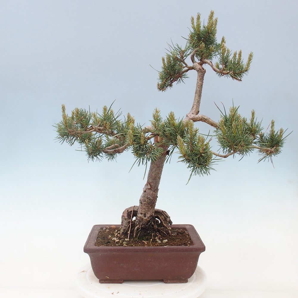 Venkovní bonsai - Pinus Sylvestris Watererri - Borovice lesní
