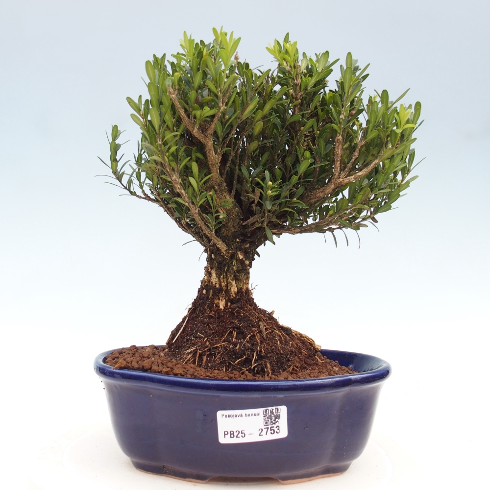 Pokojová bonsai - Buxus harlandii - korkový buxus