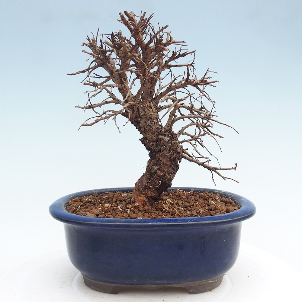 Venkovní bonsai - Zelkova - Zelkova NIRE