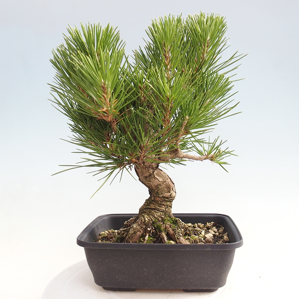 Venkovní bonsai - Pinus thunbergii - Borovice thunbergova