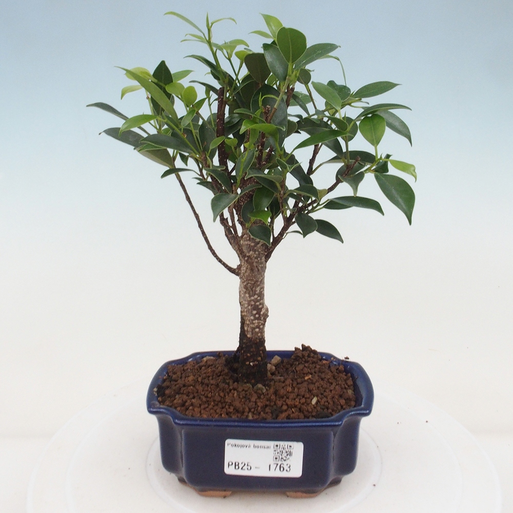 Pokojová bonsai Ficus retusa kimmen