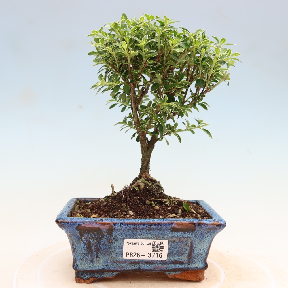 Pokojová bonsai - Serissa foetida Variegata - Strom tisíce hvězd