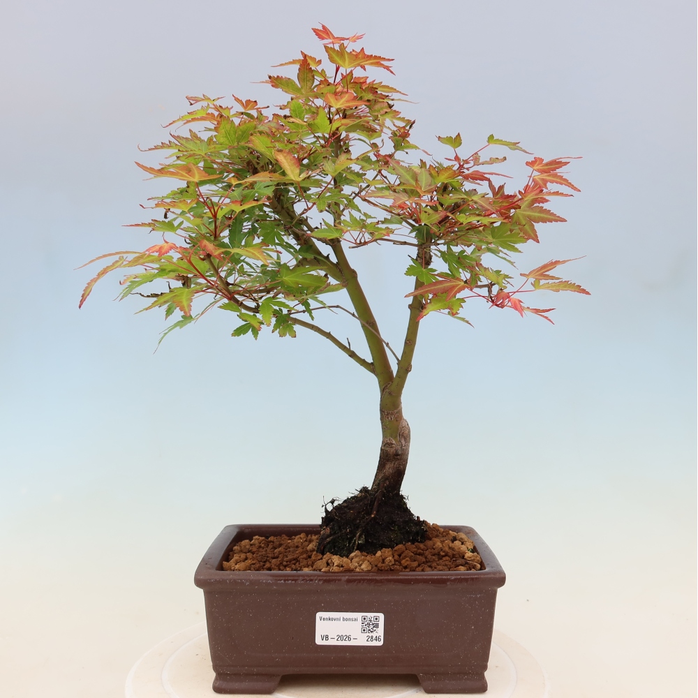 Javor dlanitolistý - Acer palmatum Beni Tsukasa