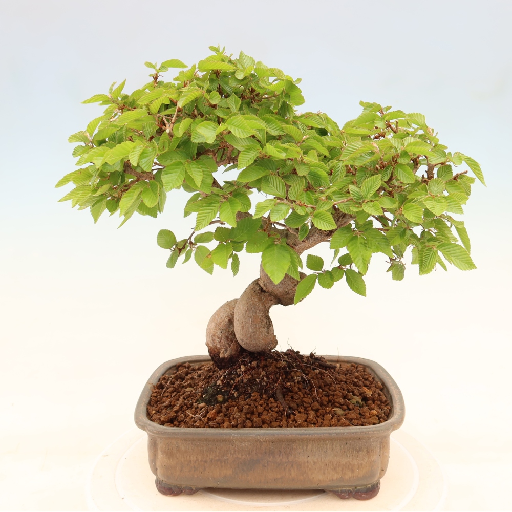 Venkovní bonsai -Carpinus coreana - Habr korejský
