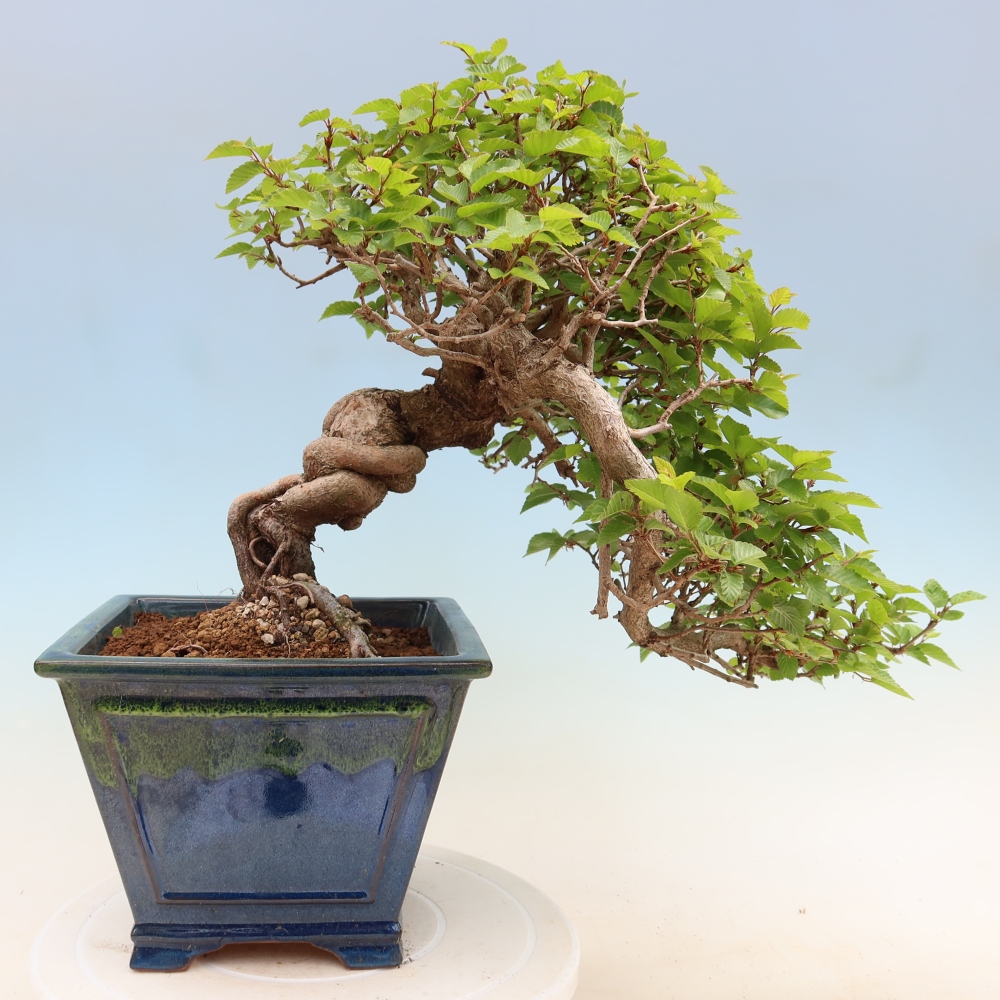 Venkovní bonsai -Carpinus Coreana - Habr korejský