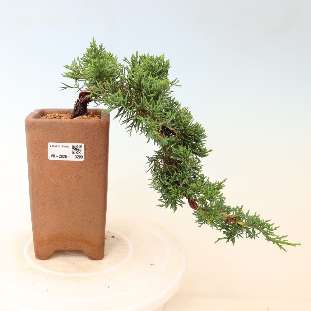 Venkovní bonsai - Juniperus chinensis Kishu -Jalovec čínský