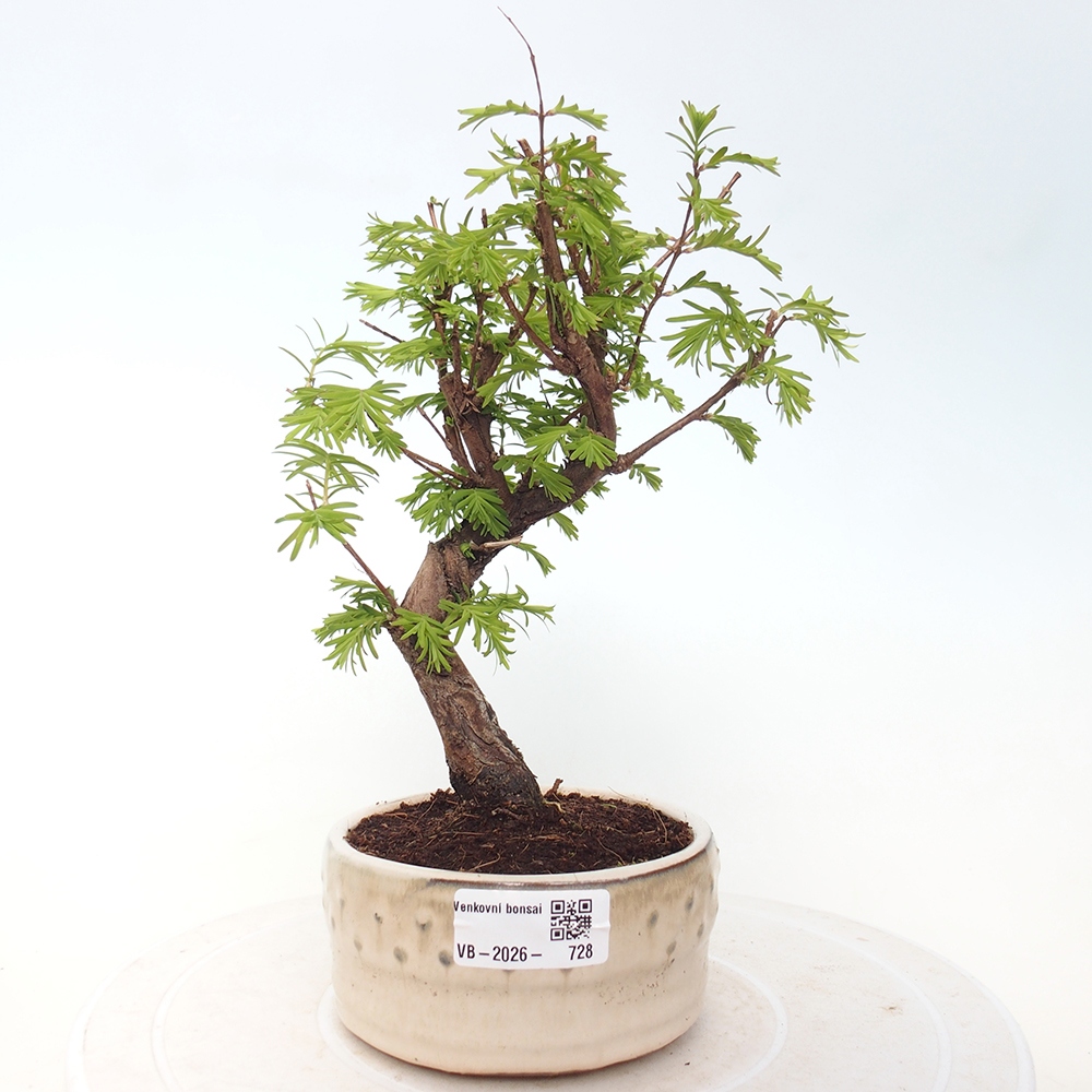Venkovní bonsai - Metasequoia glyptostroboides - Metasekvoje čínská