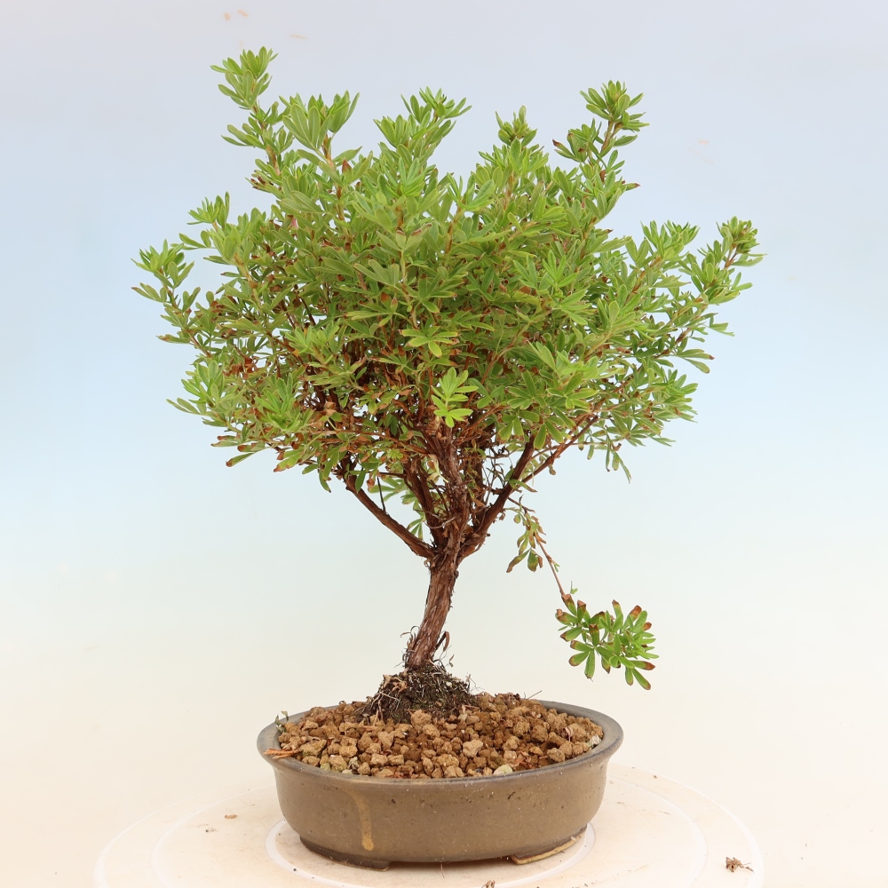 Venkovní bonsai-Mochna křovitá - Potentila fruticosa Bellissima