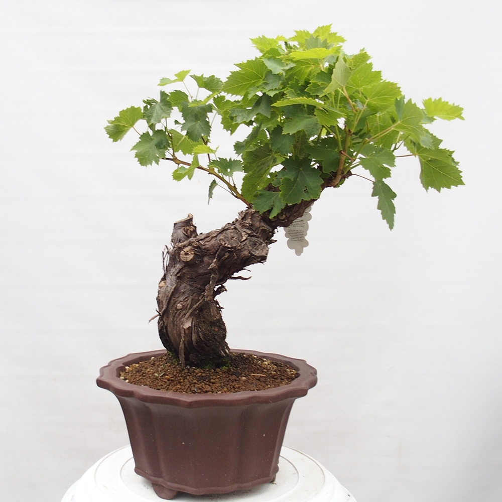 Venkovní bonsai - Vitis vinnifera MUSKAT ITALIA  - Vinná réva