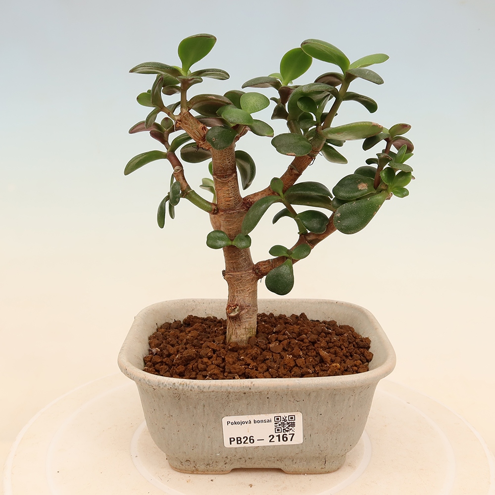 Pokojová bonsai - Portulakaria Afra - Tlustice