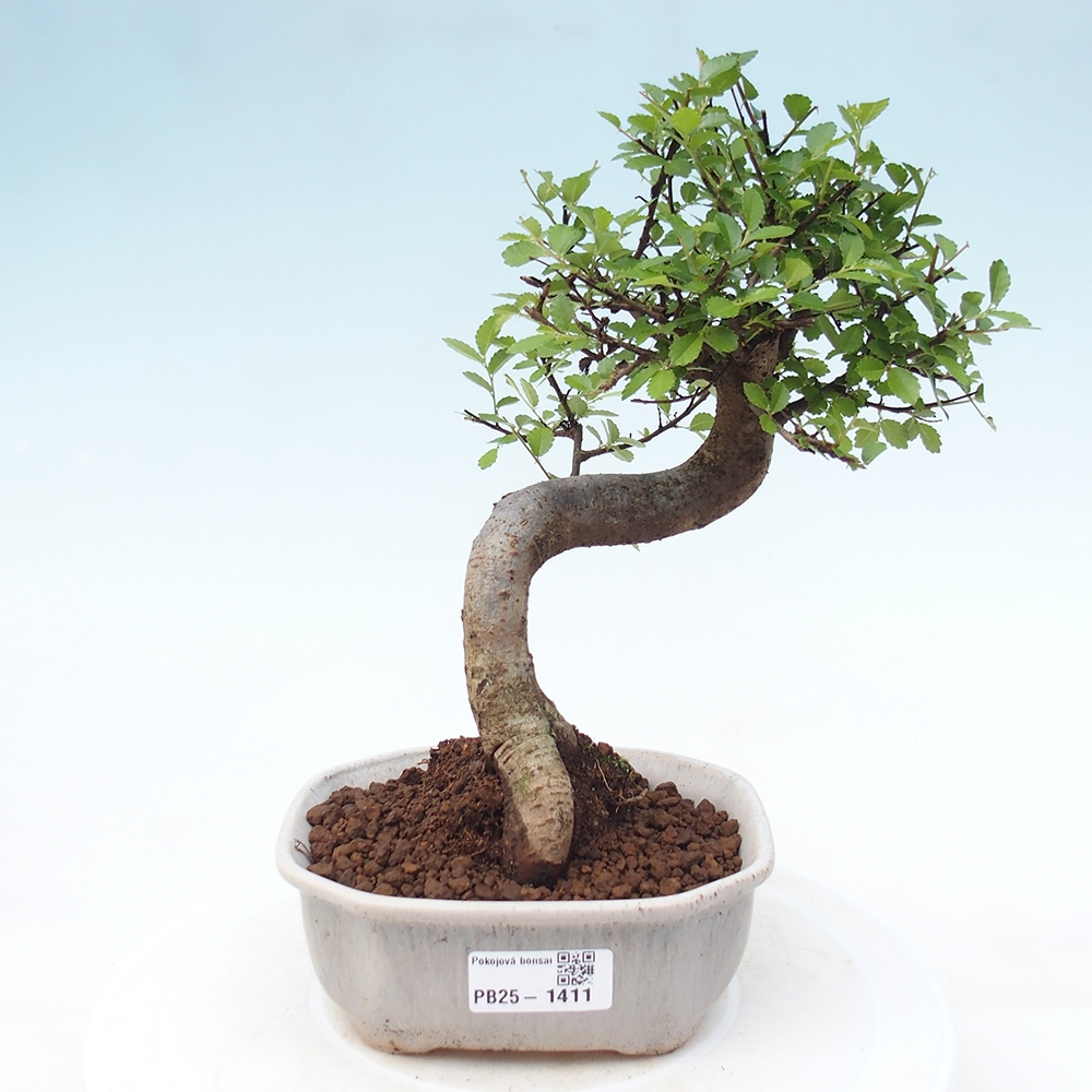 Pokojová bonsai-Malolistý jilm 