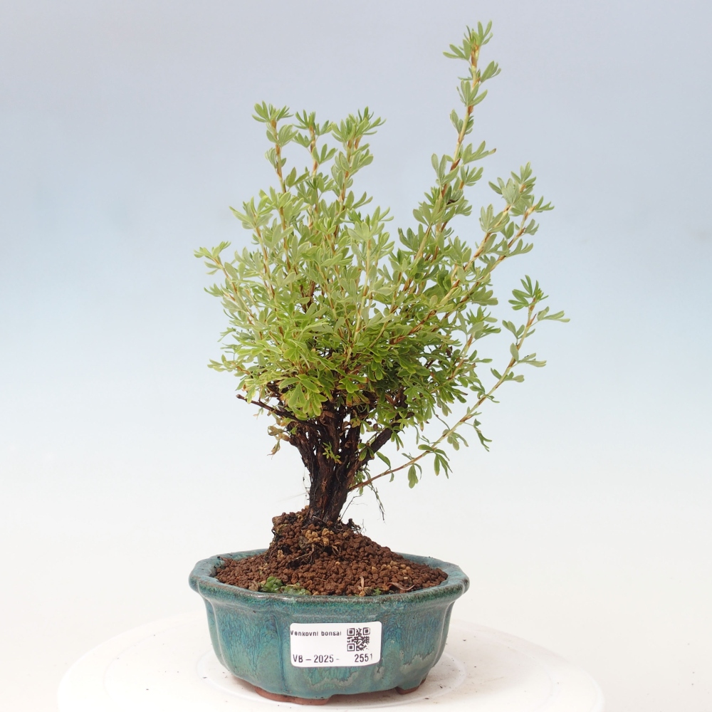 Venkovní bonsai-Mochna křovitá - potentila fruticosa yellow Bird