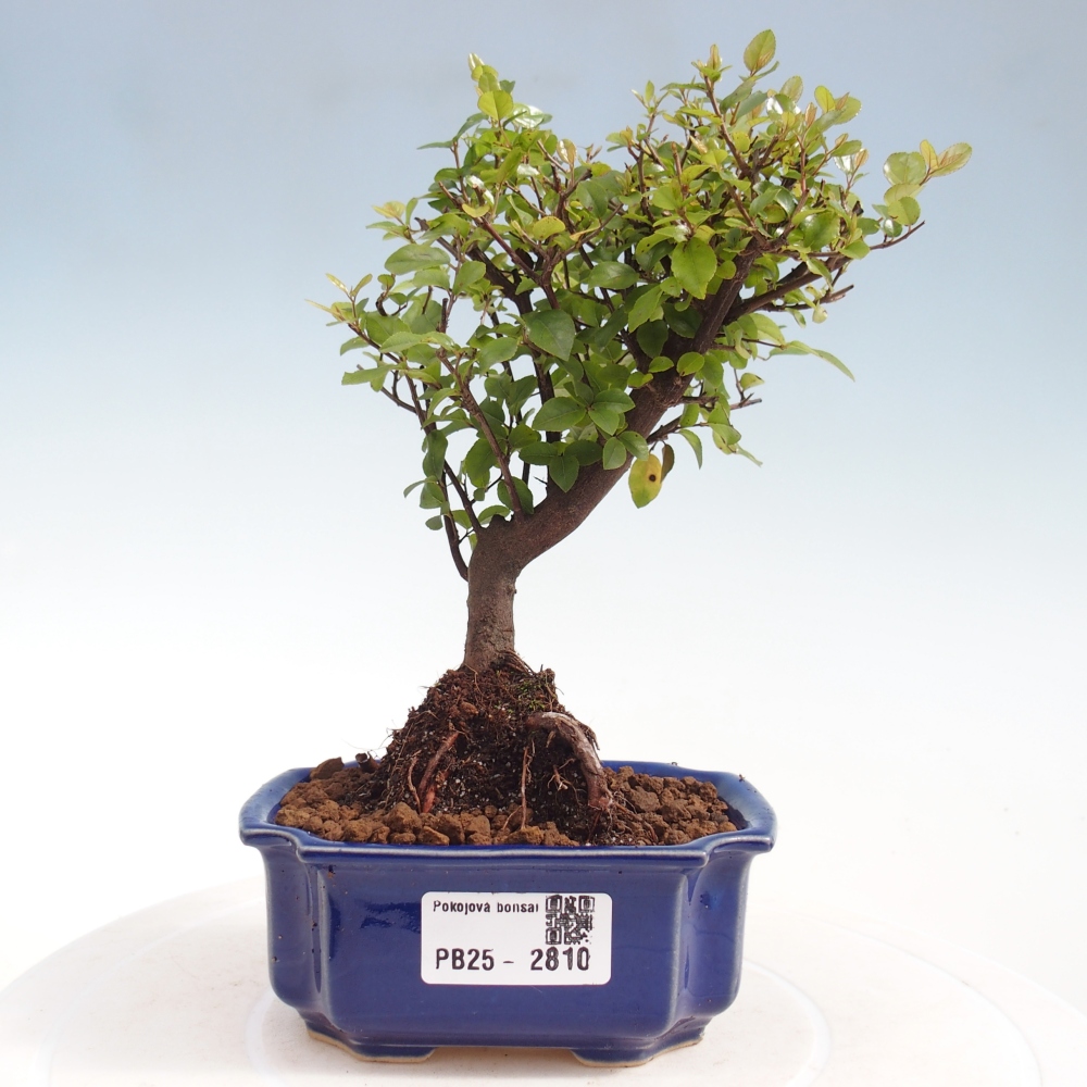Pokojová bonsai - Sagerécie thea - Sagerécie thea