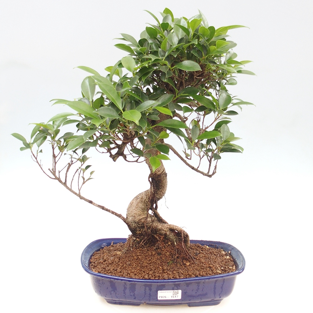 Pokojová bonsai - Ficus kimmen -  malolistý fíkus