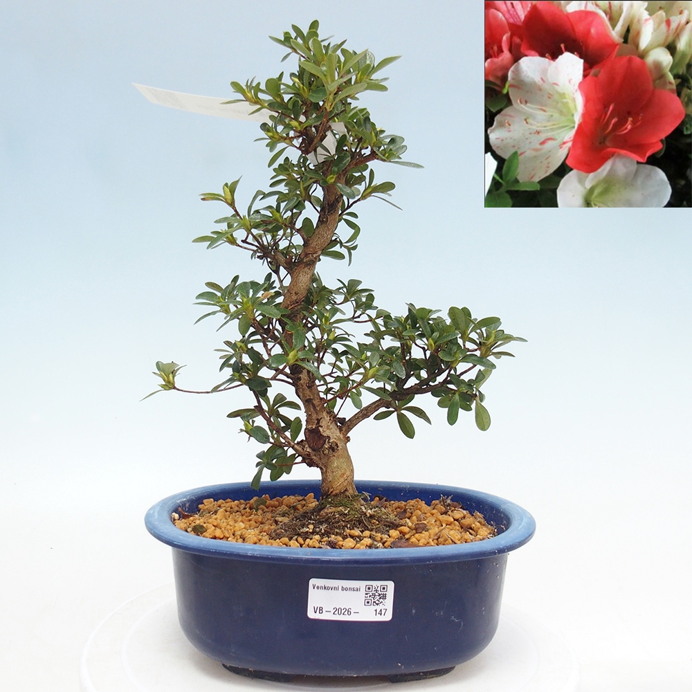 Venkovní bonsai - Japonská azalka - Azalea Asahi-no-izumi
