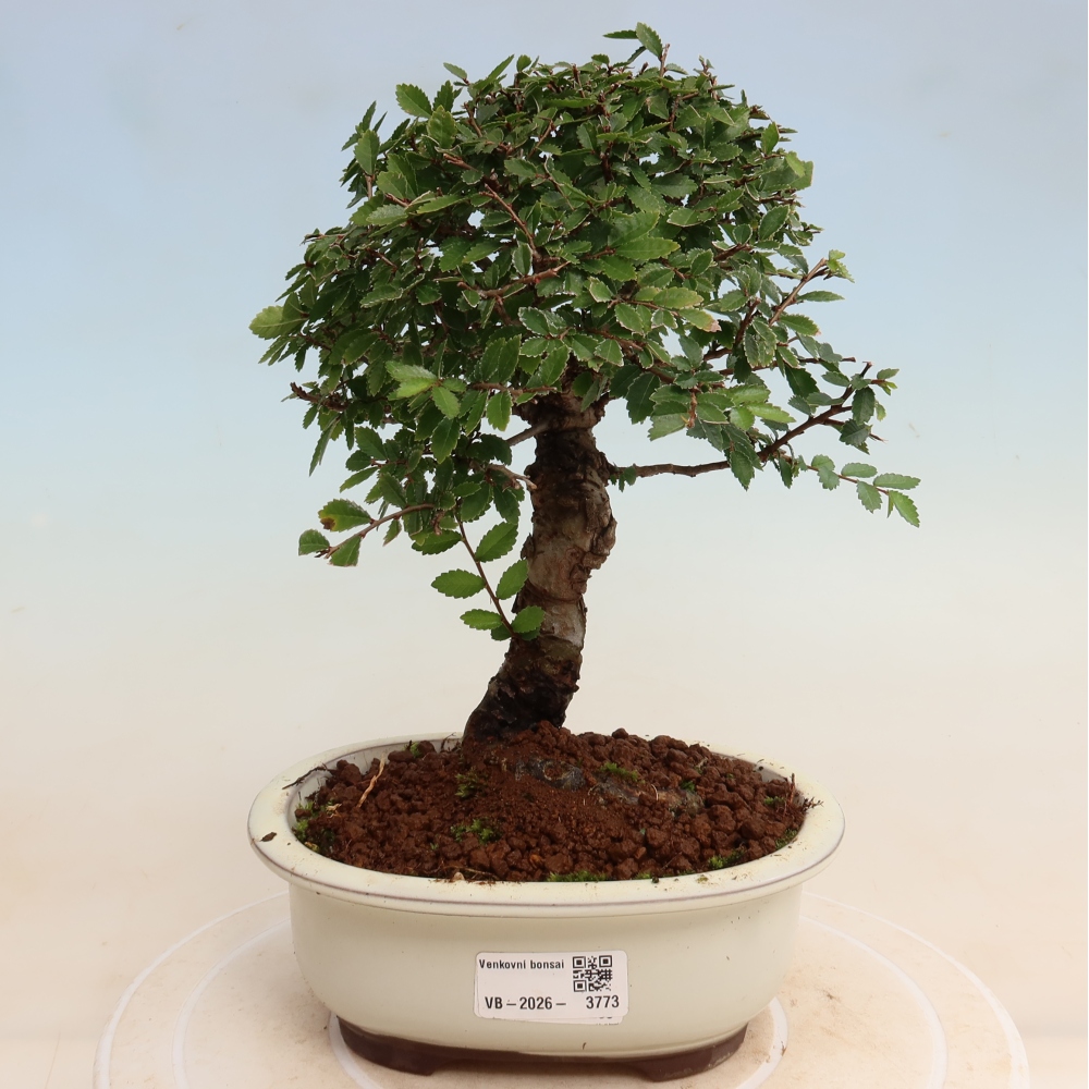Venkovní bonsai - Zelkova - Zelkova NIRE