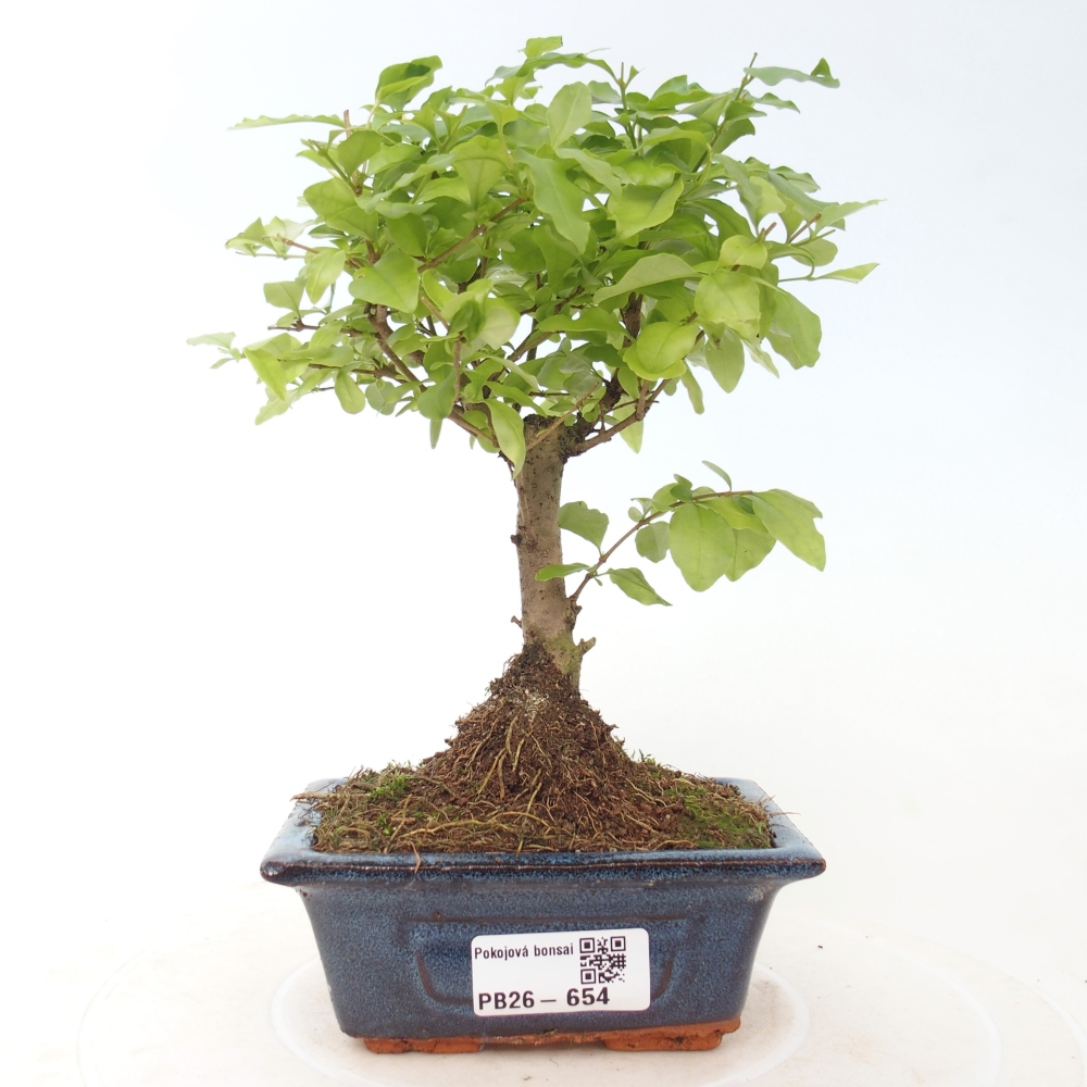 Pokojová bonsai -Ligustrum chinensis - Ptačí zob