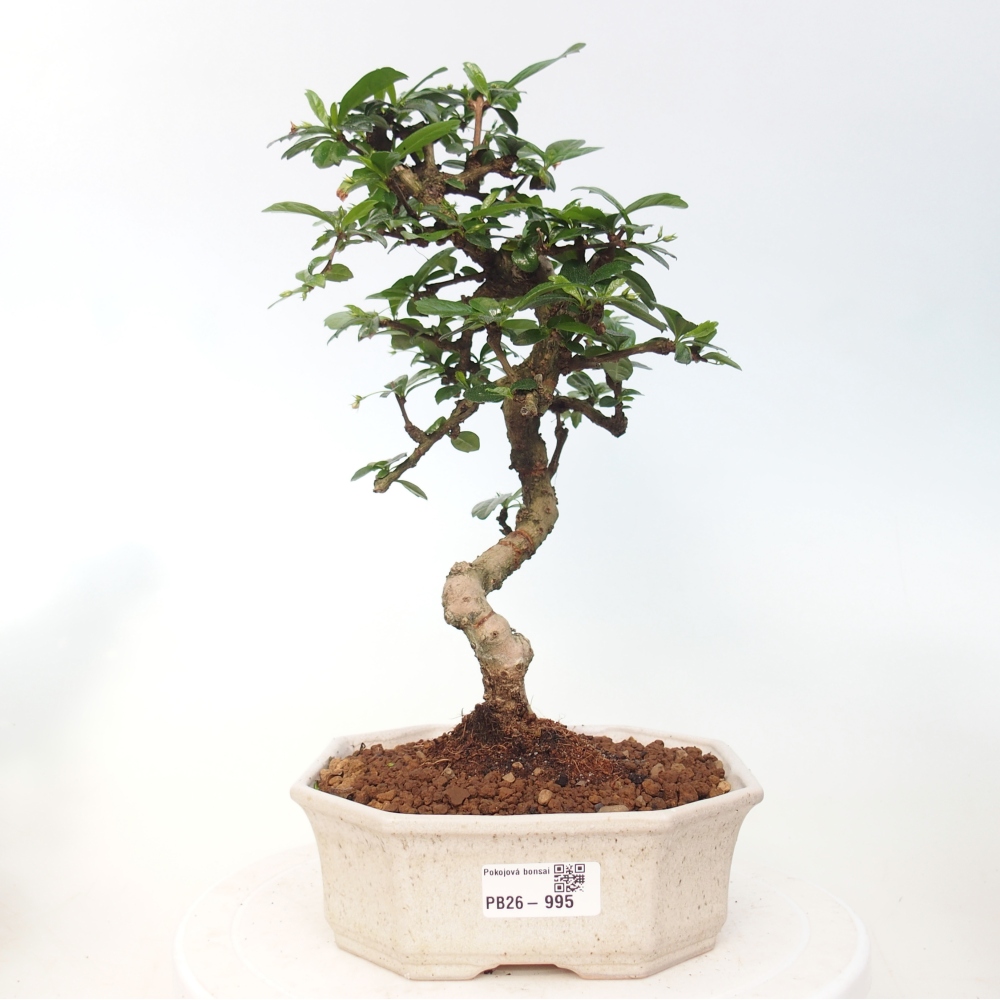 Pokojová bonsai - Carmona macrophylla - Čaj fuki