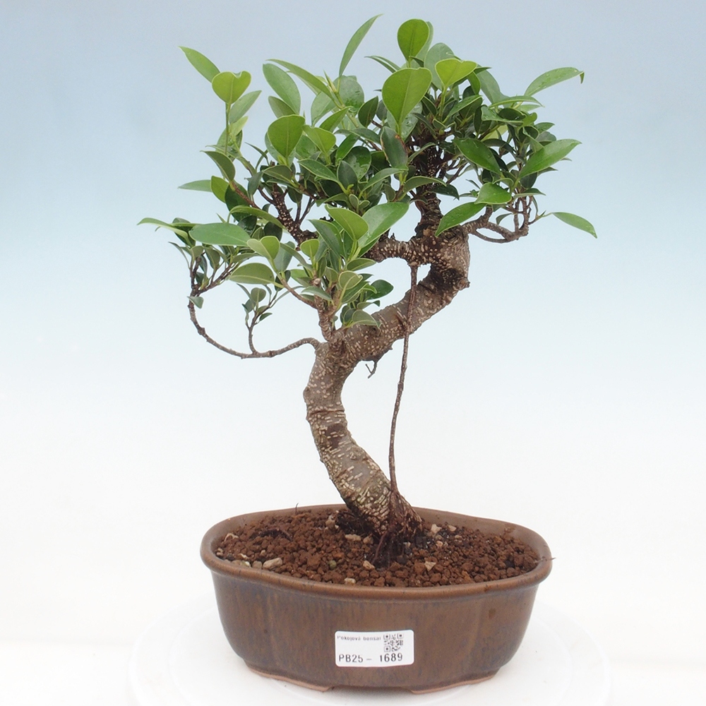 Pokojová bonsai - Ficus retusa -  malolistý fíkus