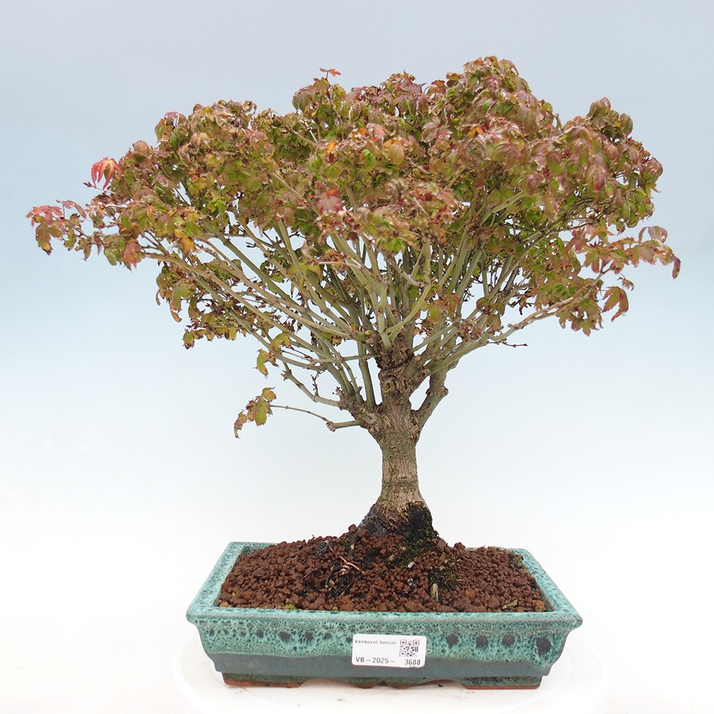 Acer palmatum KIOHIME - Javor dlanitolistý