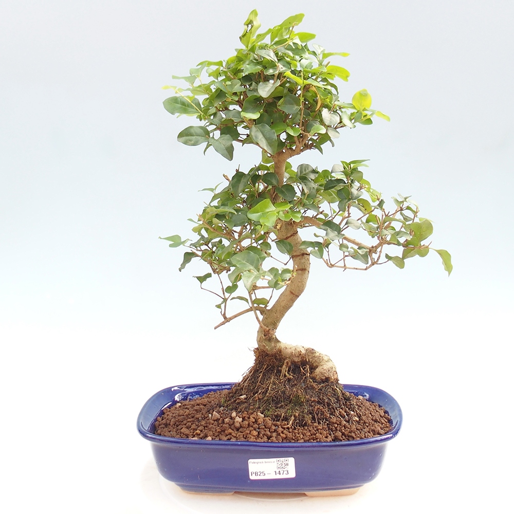 Pokojová bonsai -Ligustrum chinensis - Ptačí zob
