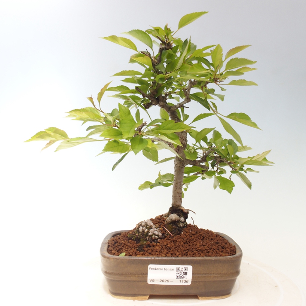 Venkovní bonsai - Prunus spinosa - trnka