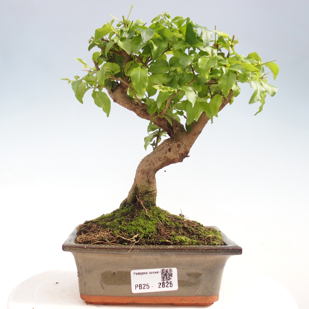 Pokojová bonsai -Ligustrum chinensis - Ptačí zob