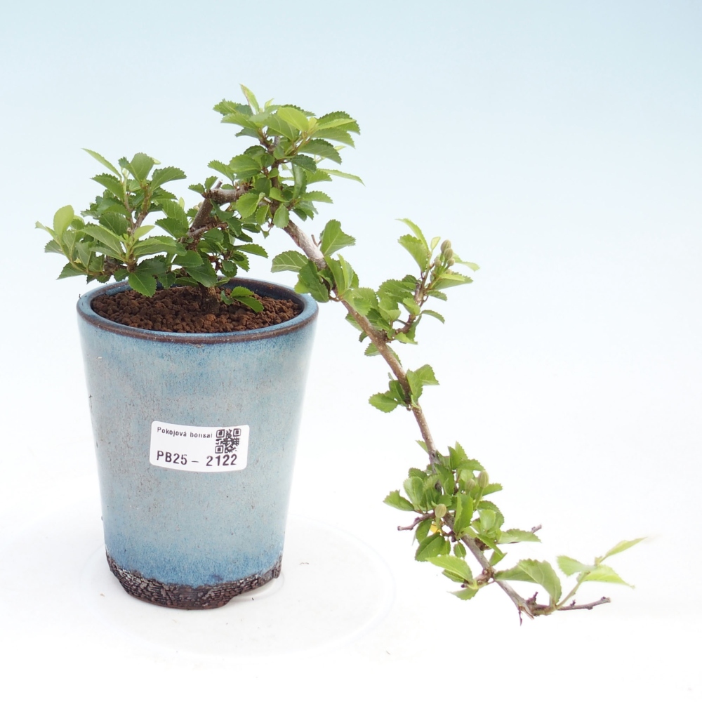 Pokojová bonsai - Grewia occidentalis - Hvězdice levandulová